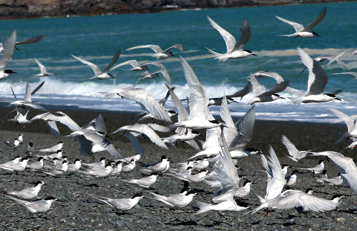 White-fronted Tern - V. Lohr