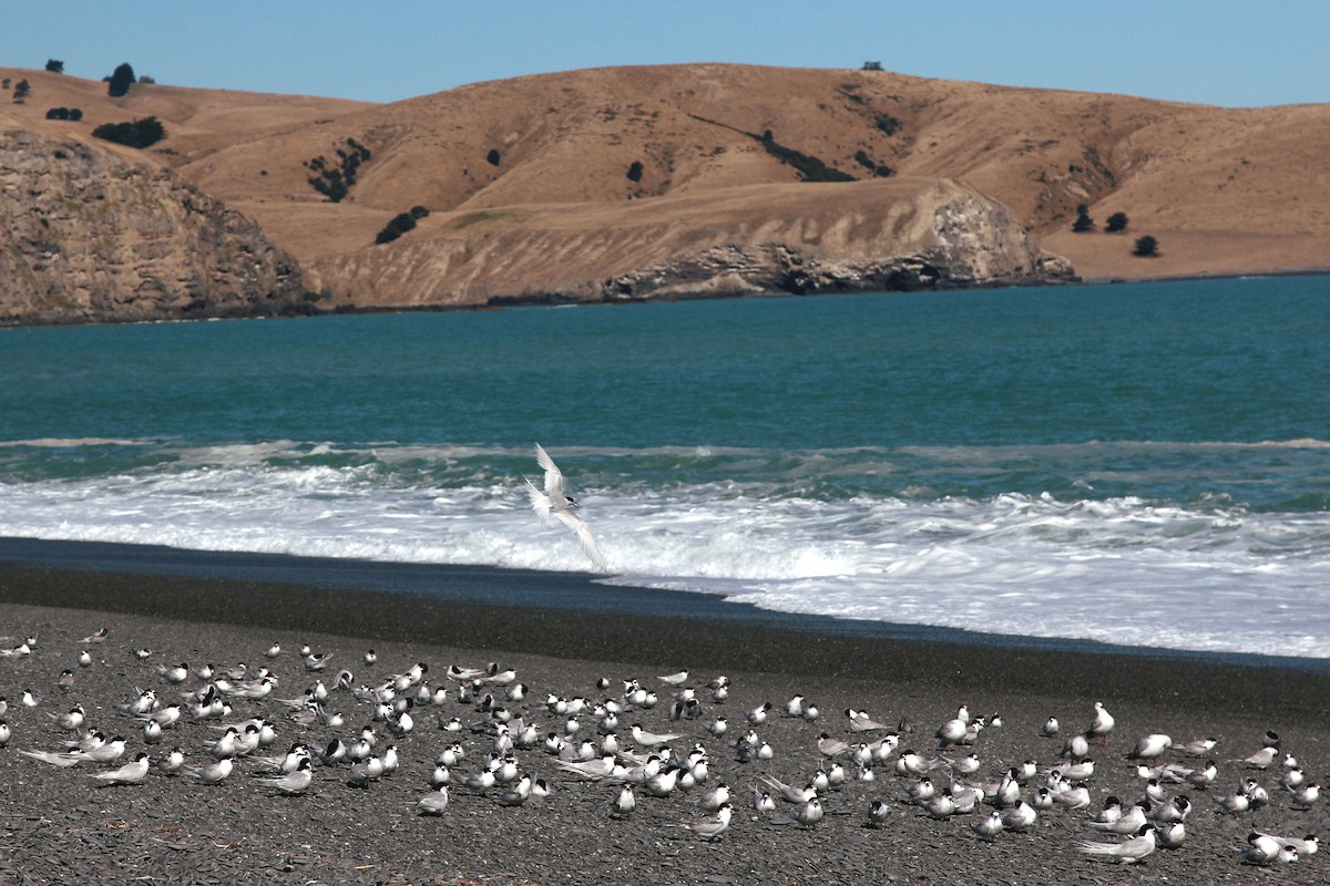 White-fronted Tern - ML113932971