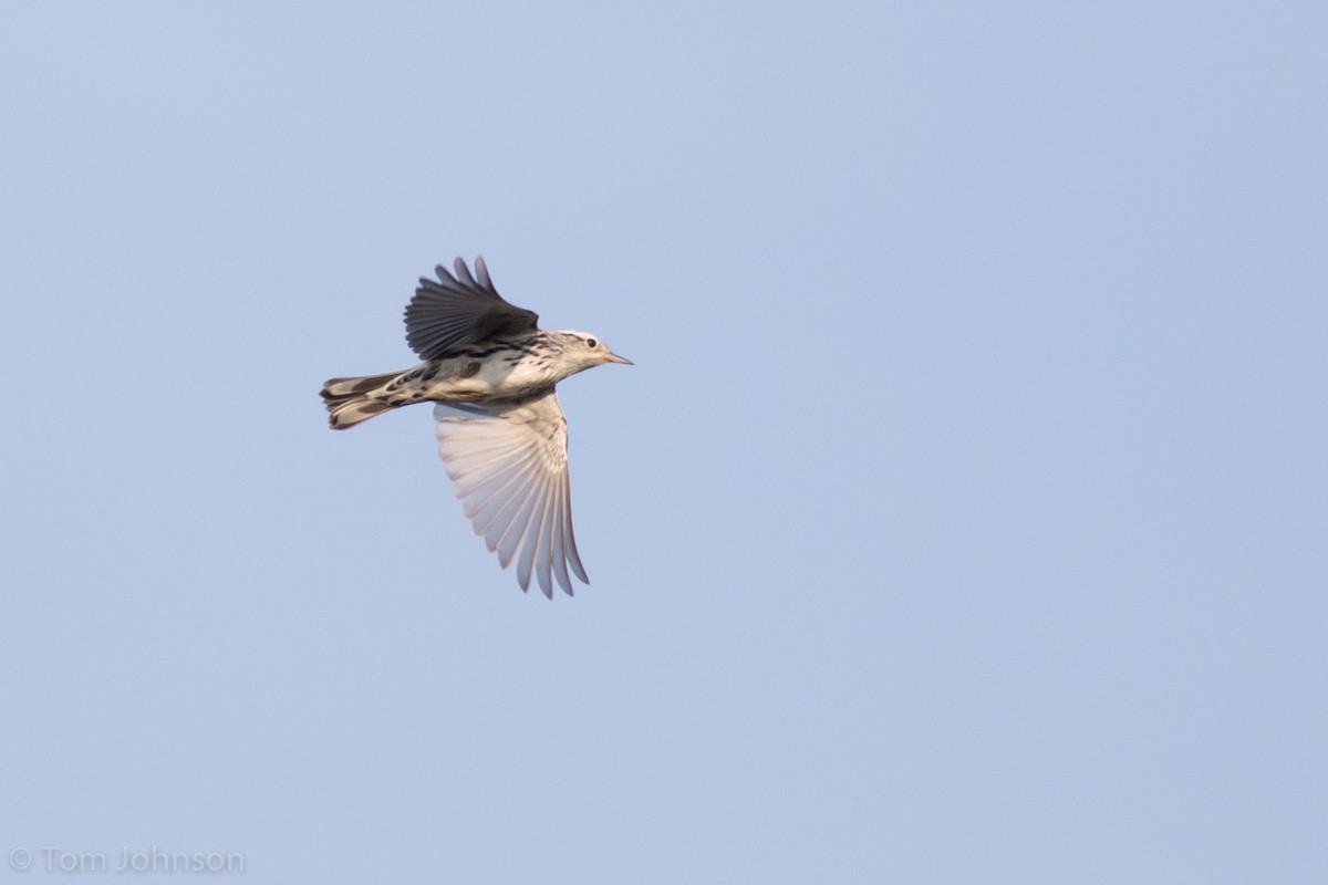 Black-and-white Warbler - Tom Johnson