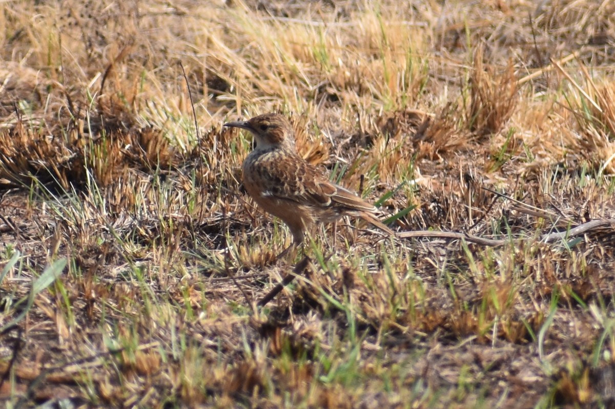 Zirplerche [albofasciata-Gruppe] - ML113935891