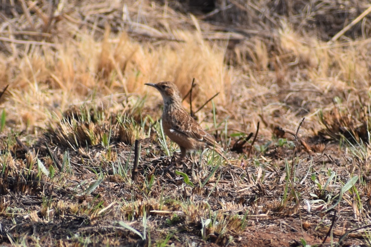 Dikenli Toygar [albofasciata grubu] - ML113935901