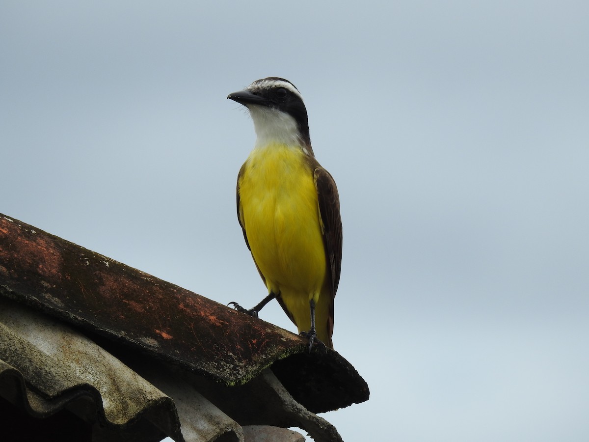 Great Kiskadee - ML113936951