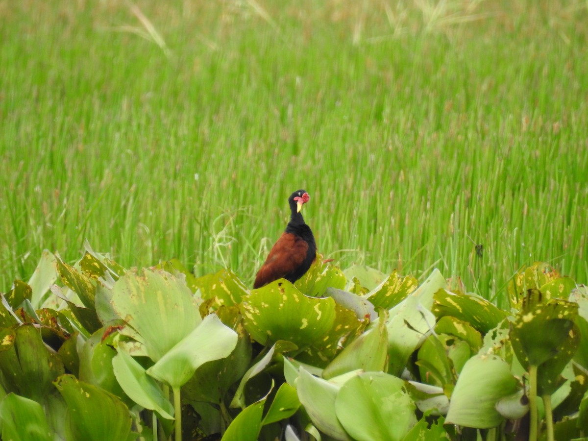 Wattled Jacana - Ana Paula Alminhana Maciel