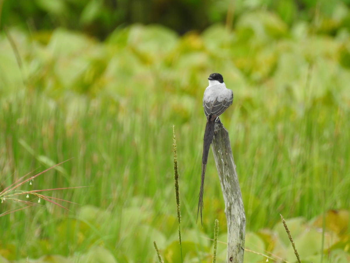 Fork-tailed Flycatcher - Ana Paula Alminhana Maciel