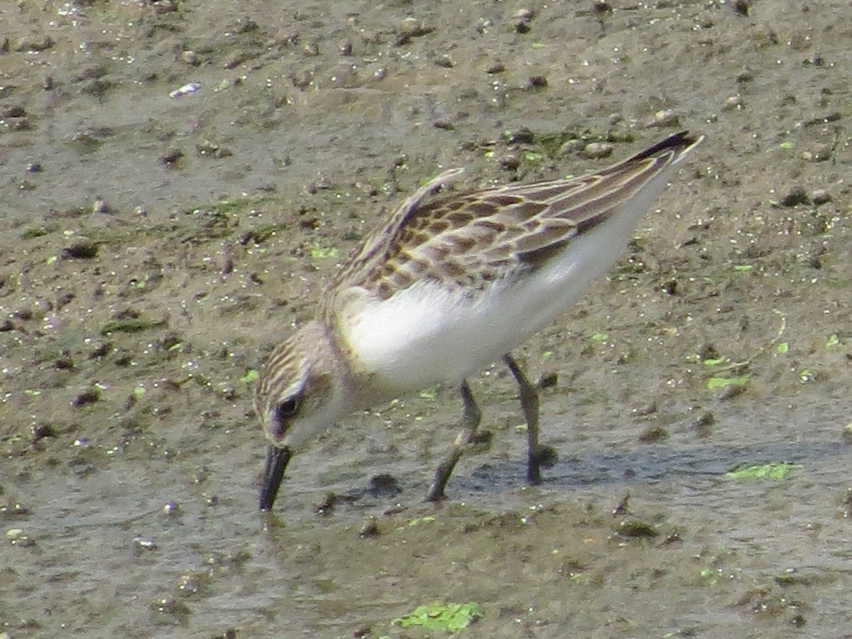 Semipalmated Sandpiper - ML113938861