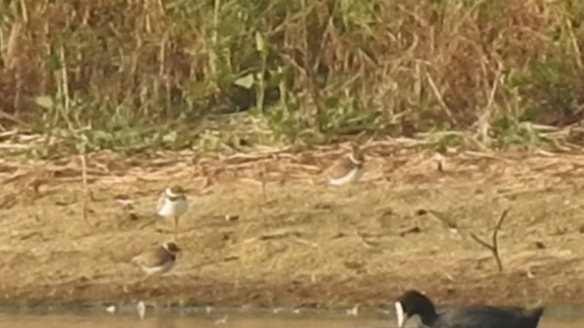 Little Ringed Plover - ML113939651