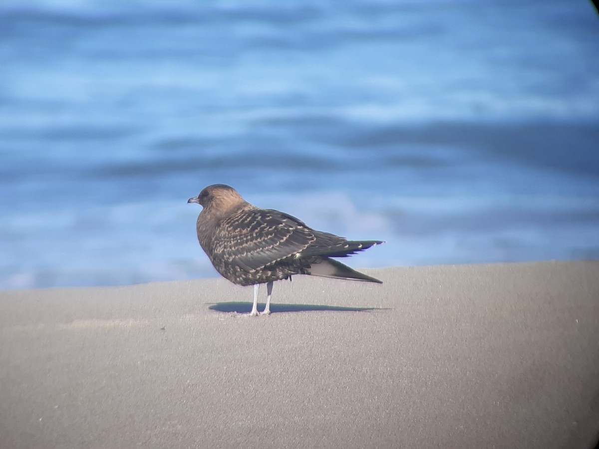 Parasitic Jaeger - ML113941421