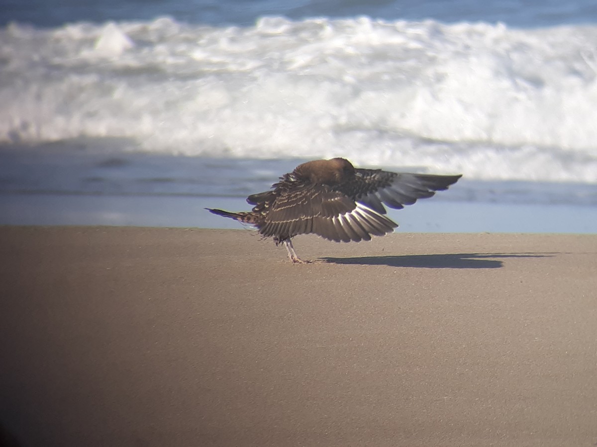 Parasitic Jaeger - ML113941431