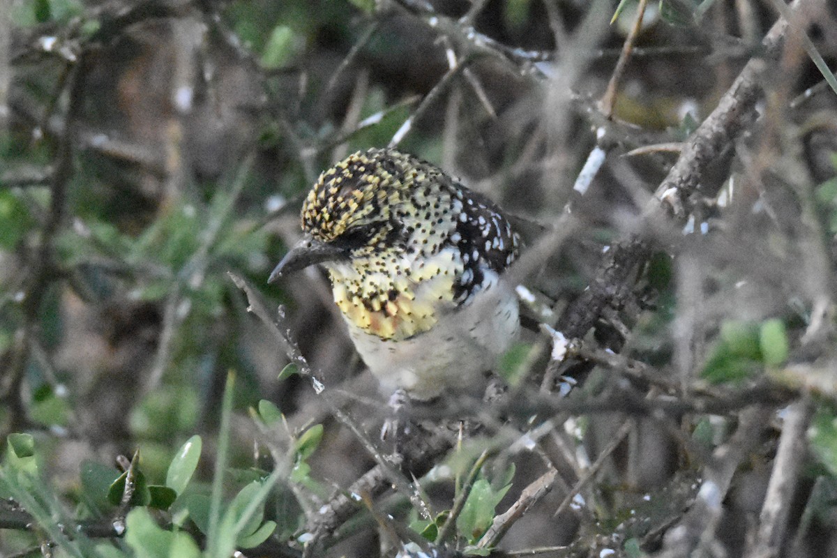 D'Arnaud's Barbet (Usambiro) - ML113942111