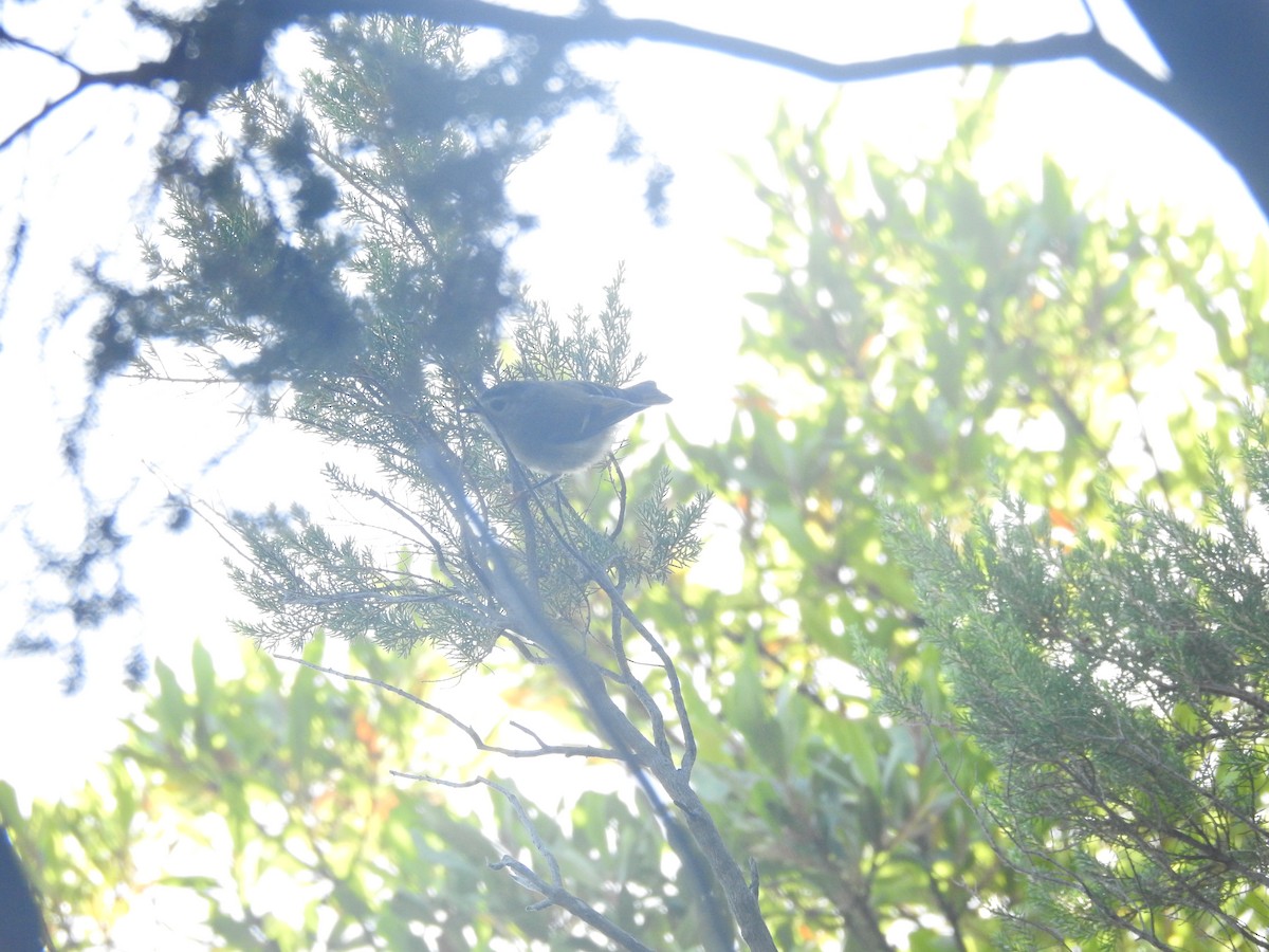 Goldcrest (Tenerife) - Javi Barón