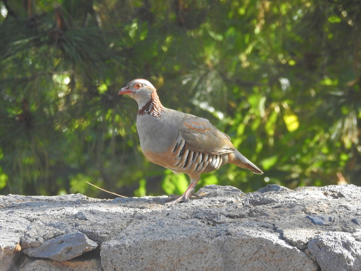 Barbary Partridge - ML113943181