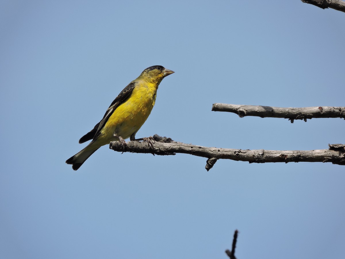 Lesser Goldfinch - ML113943371