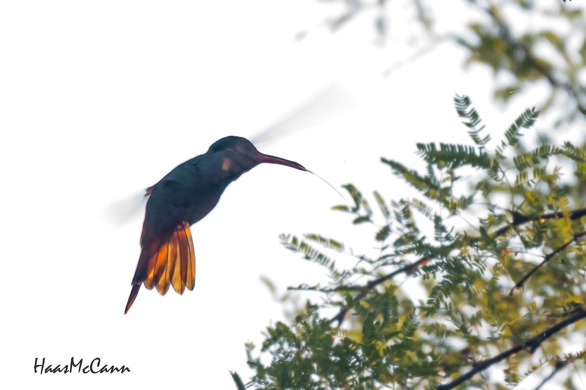 Buff-bellied Hummingbird - Suzie McCann