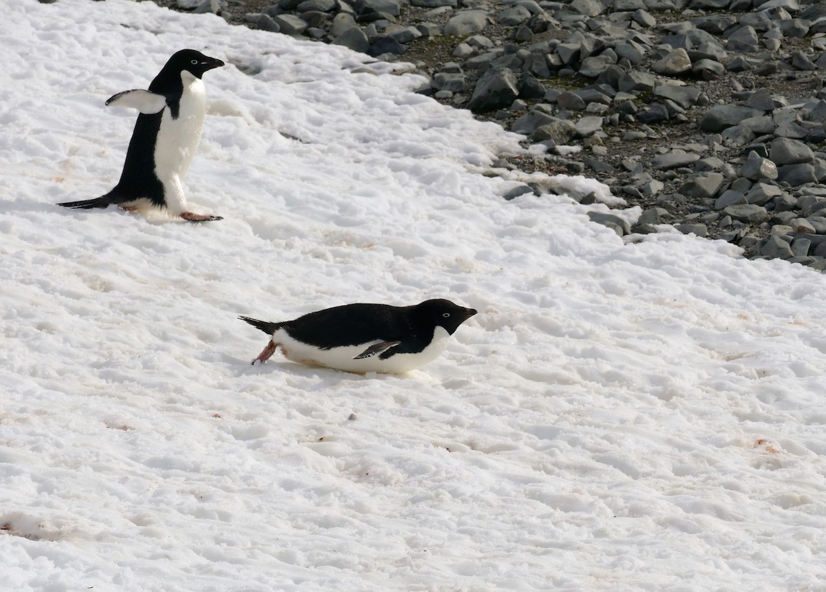 Adelie Penguin - ML113950901