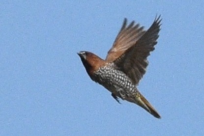 Scaly-breasted Munia - ML113951571