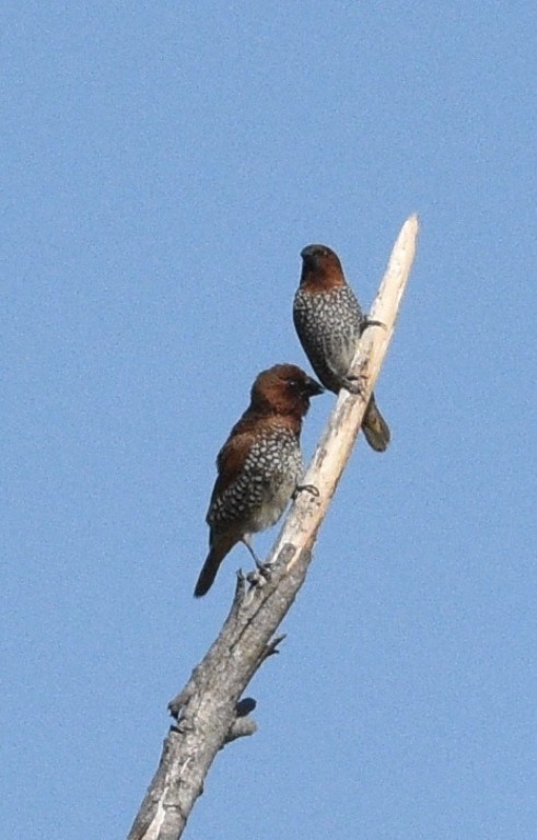 Scaly-breasted Munia - ML113951581
