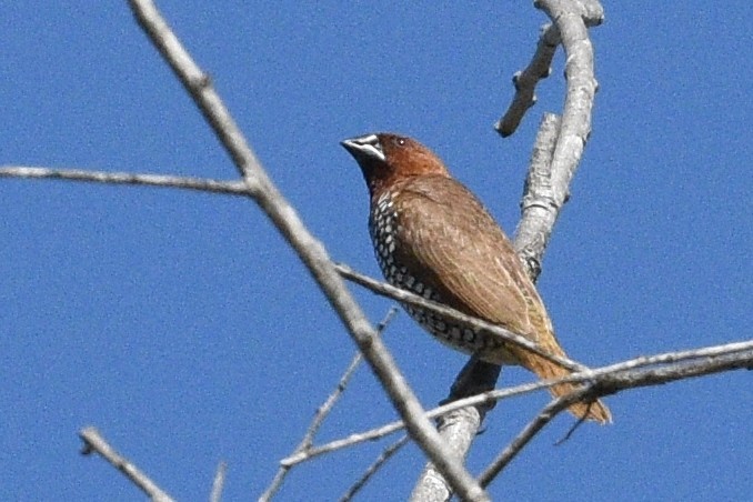 Scaly-breasted Munia - ML113951591