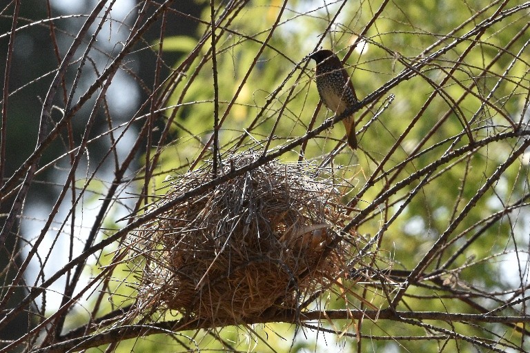 Scaly-breasted Munia - ML113951601