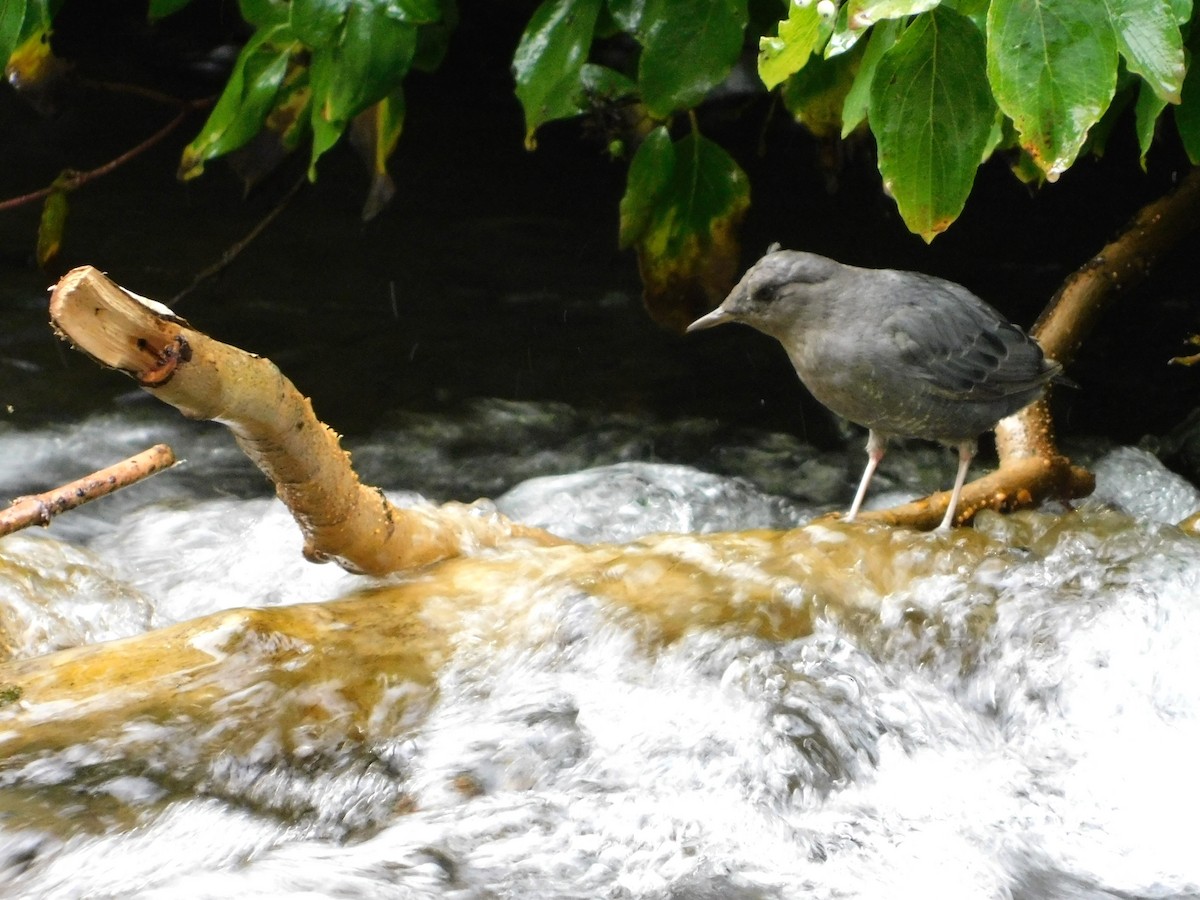 American Dipper - ML113951761