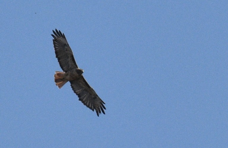 Red-tailed Hawk - ML113951821