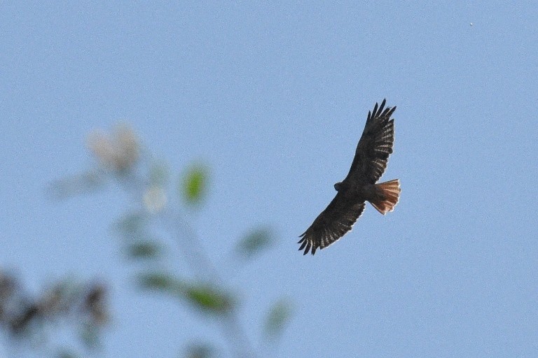 Red-tailed Hawk - ML113951831
