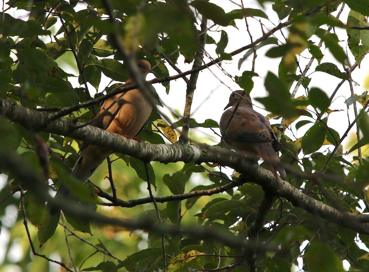 Mourning Dove - ML113952901