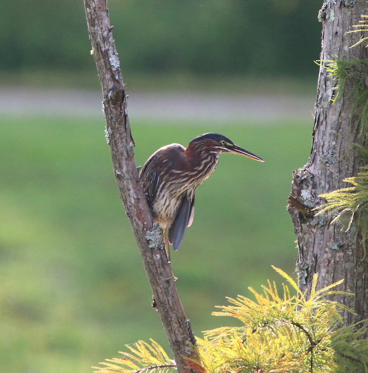 Green Heron - ML113952961