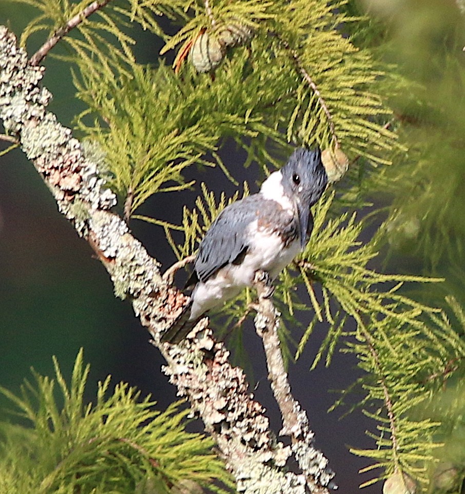 Belted Kingfisher - ML113952981