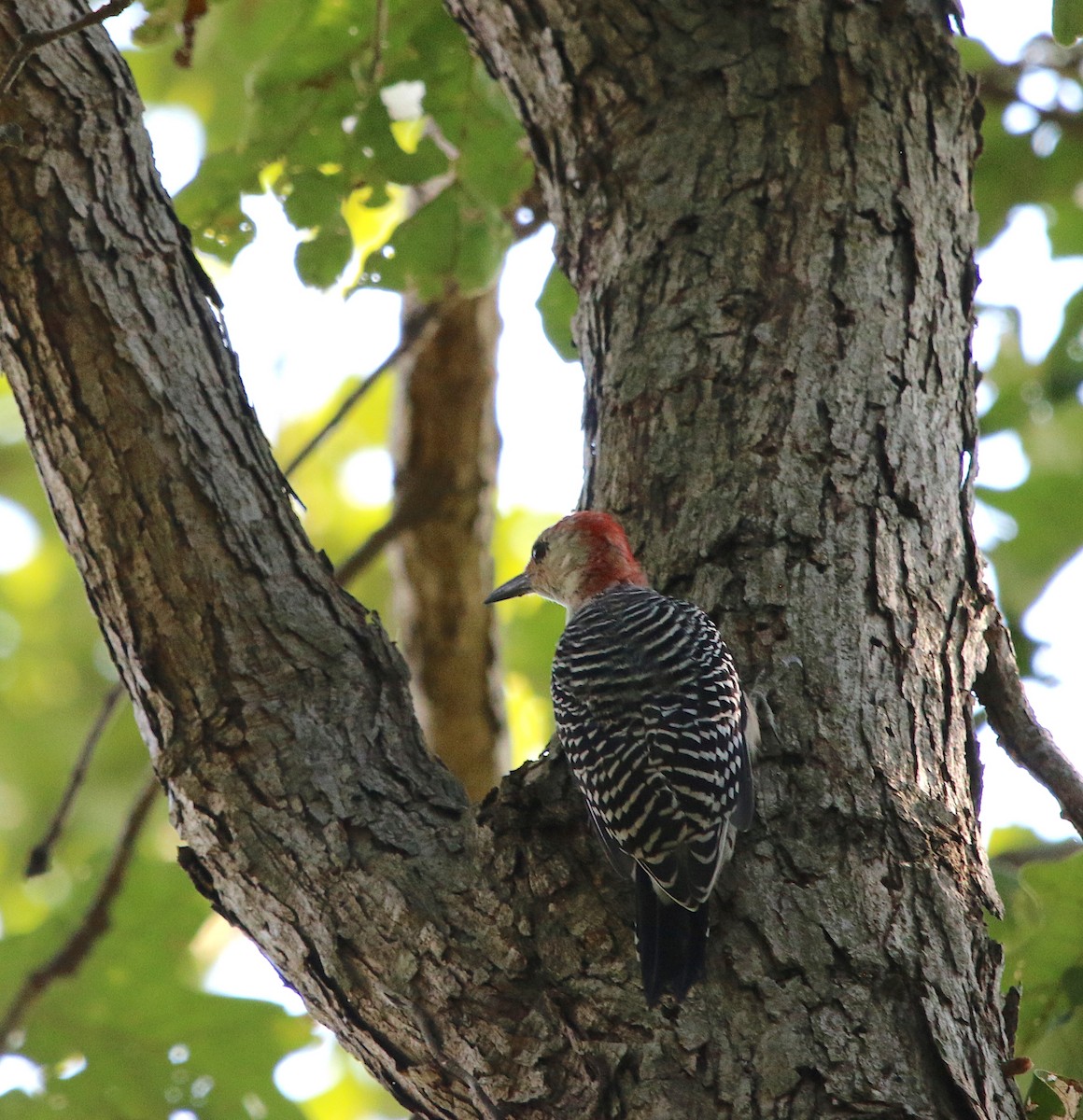 Red-bellied Woodpecker - ML113953041