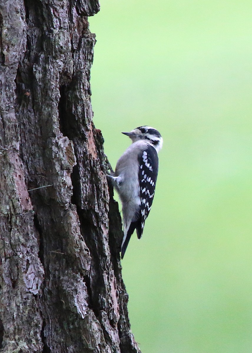 Downy Woodpecker - ML113953061