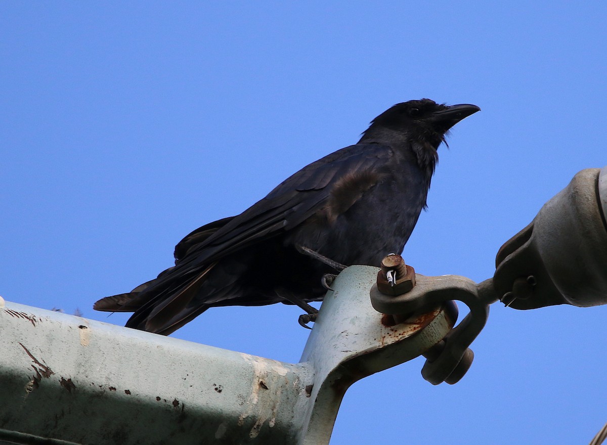 American Crow - ML113953121