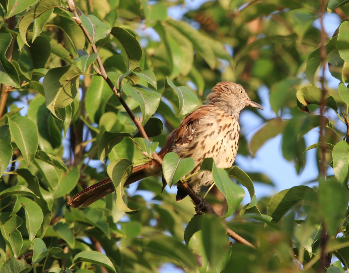 Brown Thrasher - ML113953271
