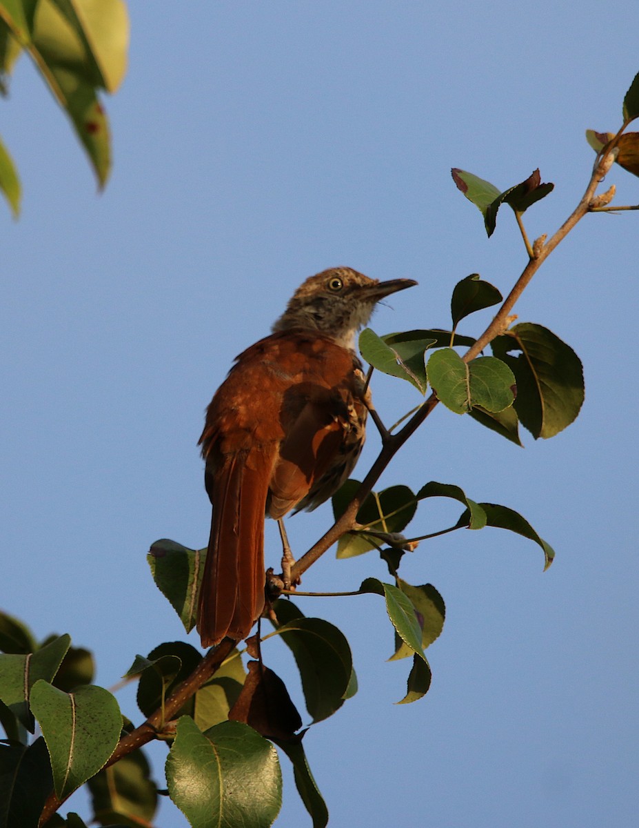 Brown Thrasher - ML113953281