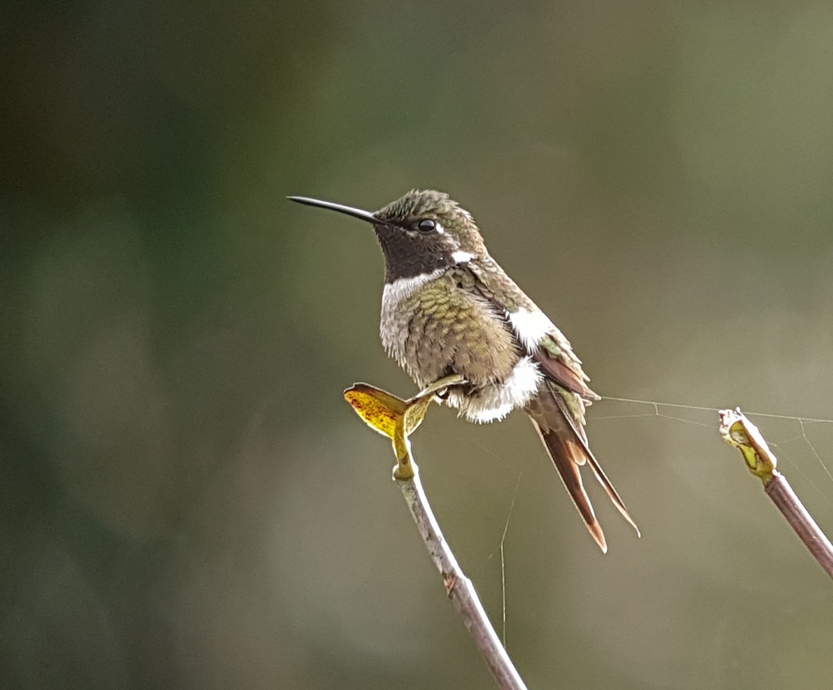 Colibri améthyste - ML113954321