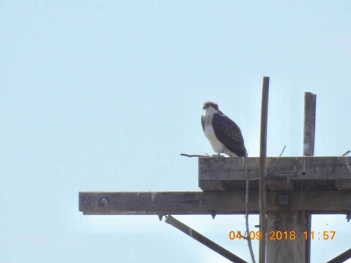 Osprey - Diane Roberts