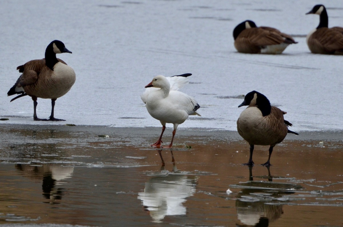 Snow Goose - ML113956141