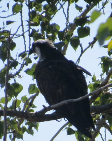 Águila Pescadora - ML113959631