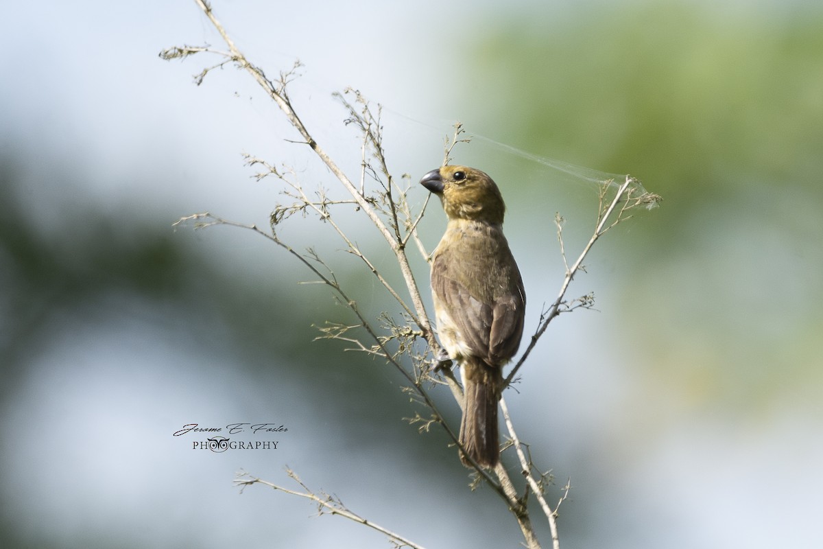 Gray Seedeater - ML113962511