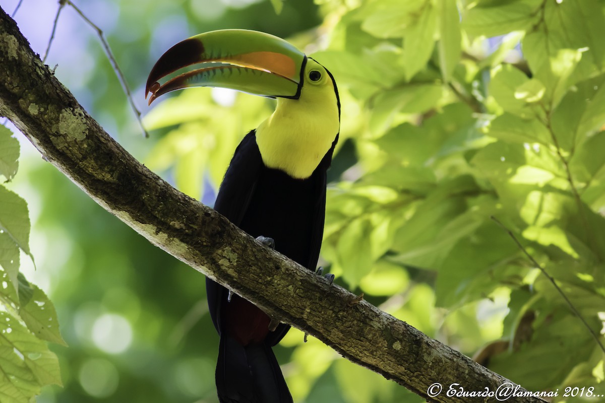Keel-billed Toucan - ML113962541