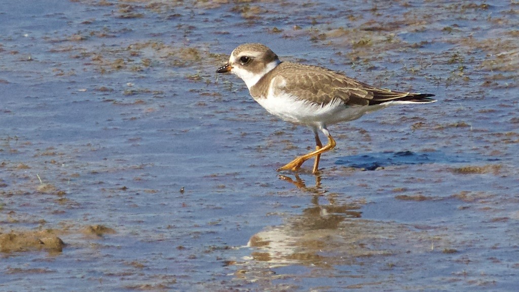 Semipalmated Plover - ML113962651