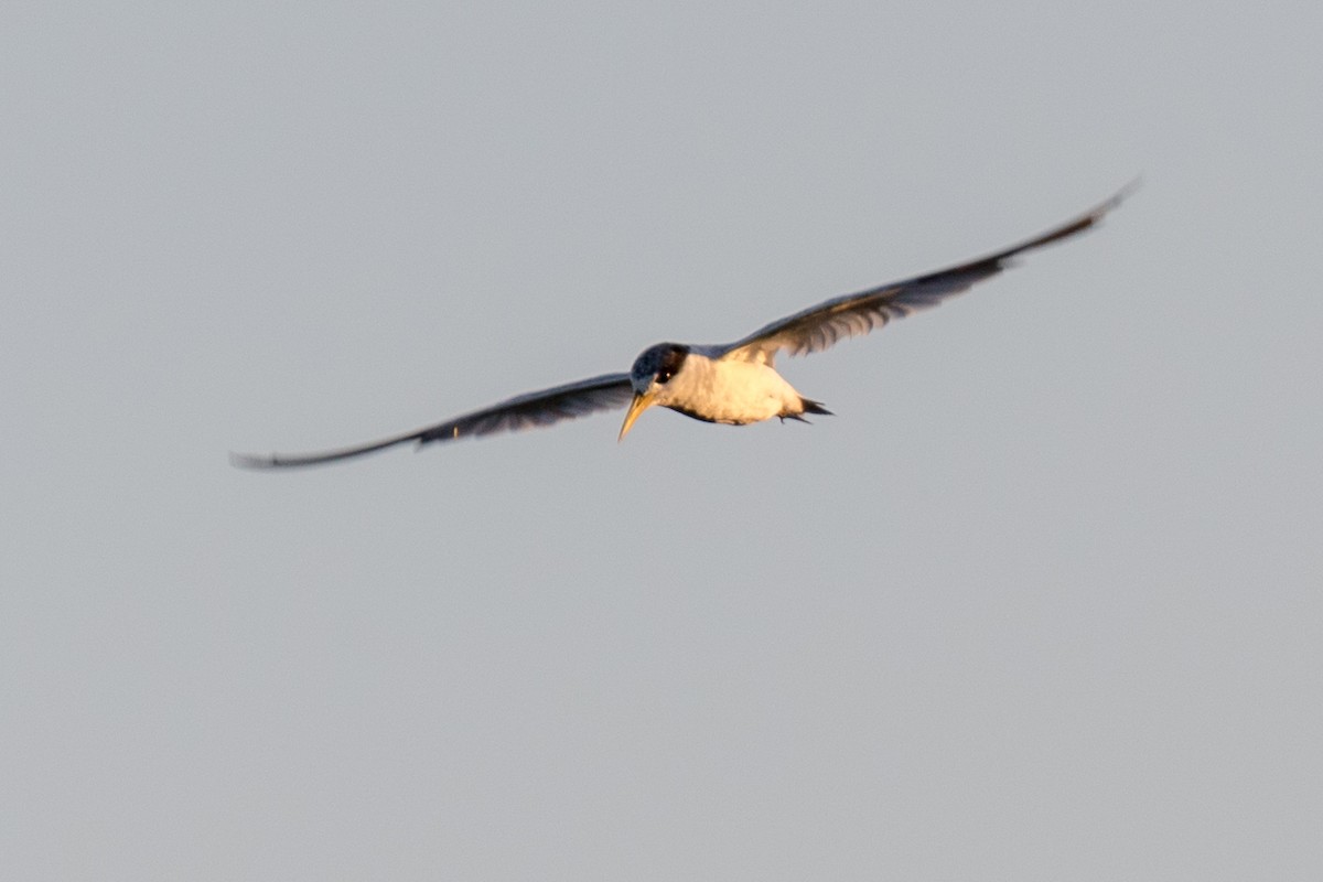 Yellow-billed Tern - ML113962911