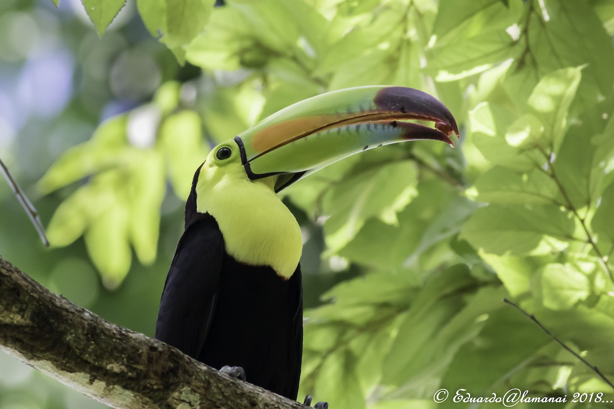 Keel-billed Toucan - Jorge Eduardo Ruano