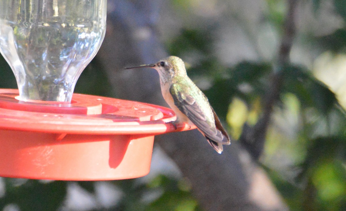 Calliope Hummingbird - ML113965291