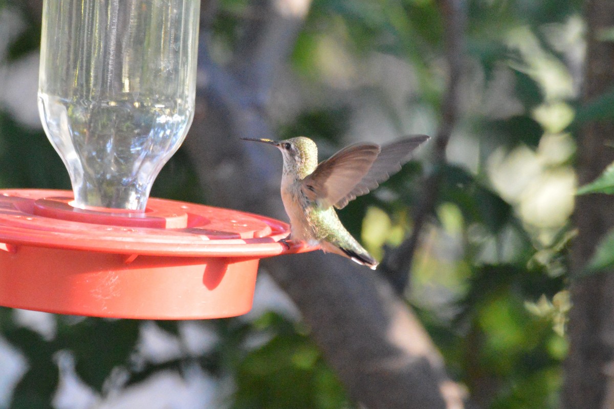 Calliope Hummingbird - ML113965311