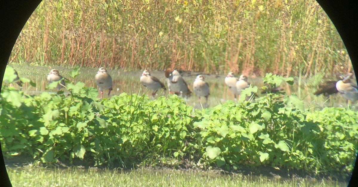 Egyptian Goose - ML113966071