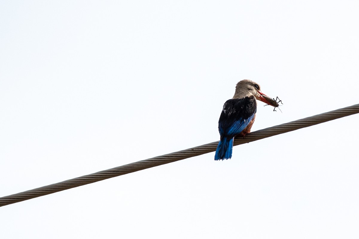 Gray-headed Kingfisher - Ana Paula Oxom