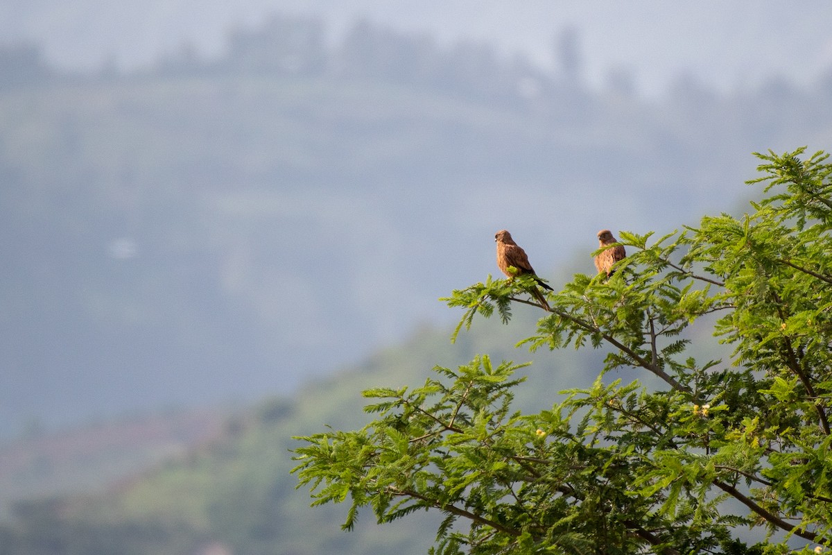 Fox Kestrel - ML113968781