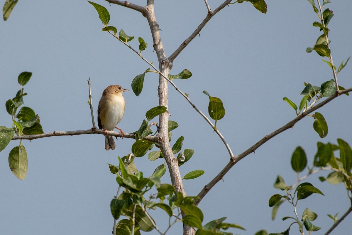 Foxy Cisticola - ML113969011