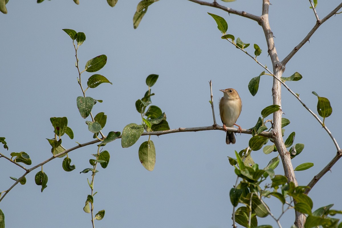 Foxy Cisticola - ML113969031