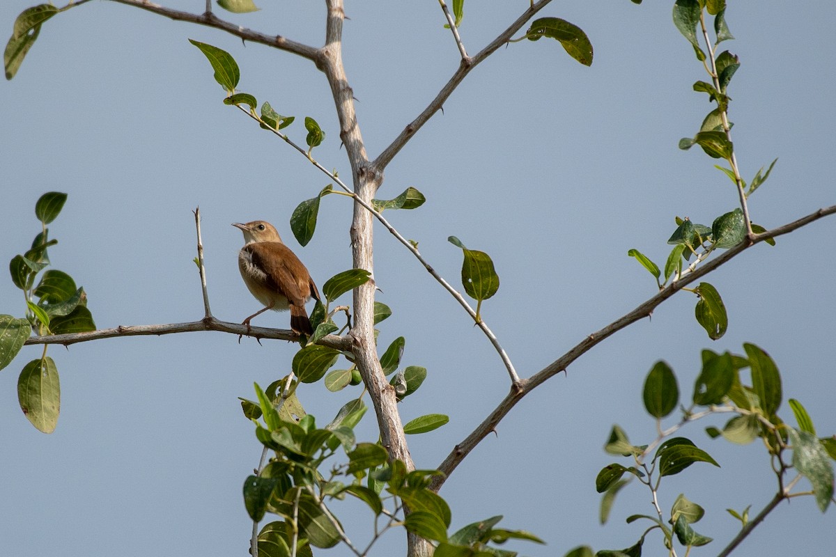 Foxy Cisticola - ML113969041